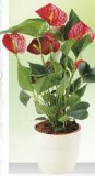 Cvijeće Anthurium u tegli 