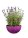 Lavanda