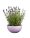 Lavanda