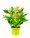 Pijetlova krijesta (Celosia) mix Komad
