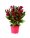 Pijetlova krijesta (Celosia) mix Komad