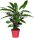 Kataleja mix 1 kom