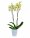 Orhideja phalaenopsis (u tegli)