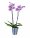 Orhideja phalaenopsis (u tegli)