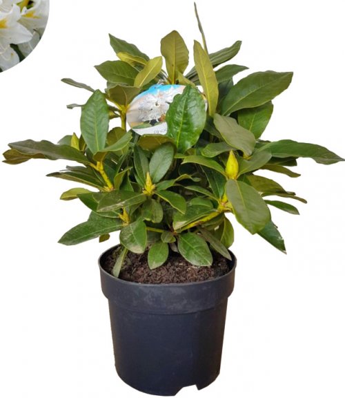 Rhododendron sp. - Bauhaus - Akcija - Njukalo katalozi