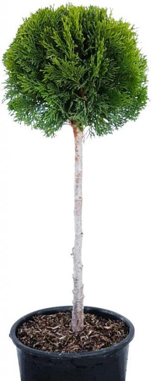 Thuja 2 'Smaragd' - Bauhaus - Akcija - Njukalo katalozi