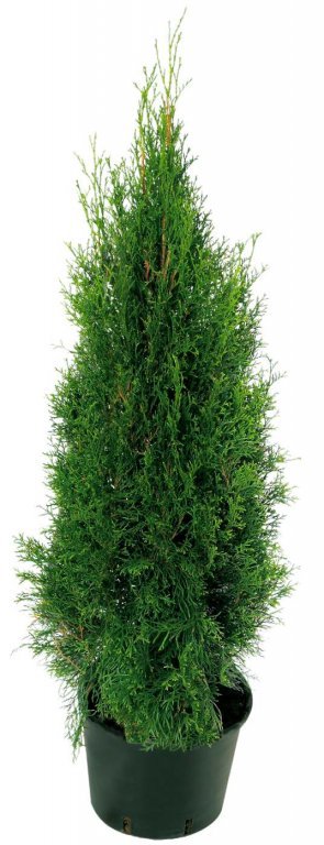 Bauhaus Thuje (Thuja occidentalis, slunné polostinné, polostinné stanoviště, slunné polostinné stanoviště) Bauhaus Thuje