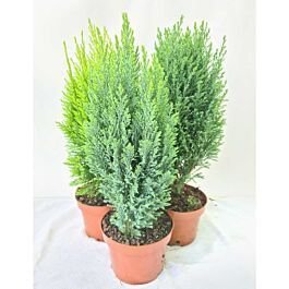 CONIFEREN MIX FI 17/30 CM - Pevex - Akcija - Njuškalo katalozi