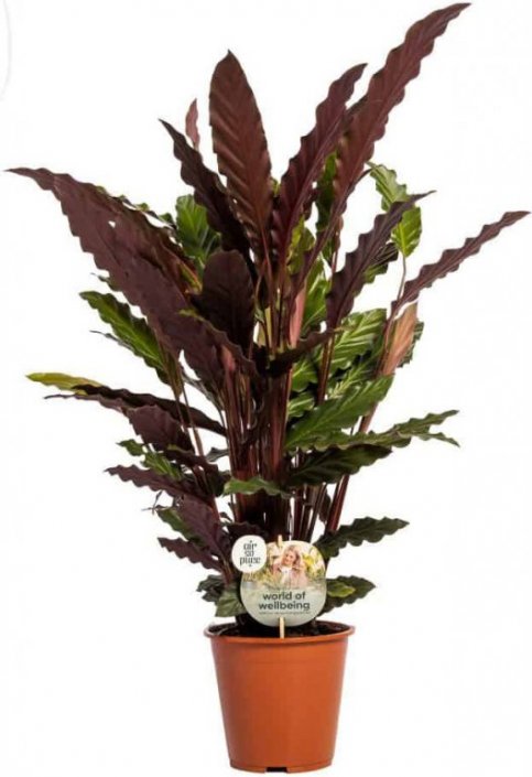 Calathea mix - Bauhaus - Akcija - Njukalo katalozi