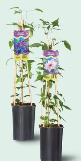 Clematis mix 1 kom Lidl Akcija Njuškalo katalozi