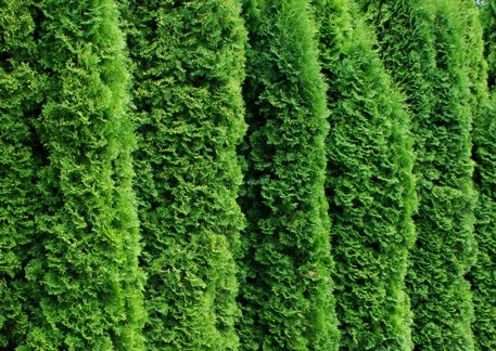 Thuja occidentalis 'Smaragd' - Bauhaus - Akcija - Njukalo katalozi