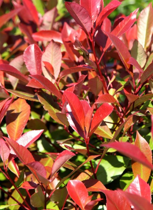 Fotinija (lat. Photinia frasseri) - Bauhaus - Akcija - Njuškalo katalozi