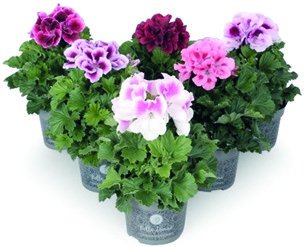 Pelargonija Grandiflora - Akcija - Njuškalo katalozi