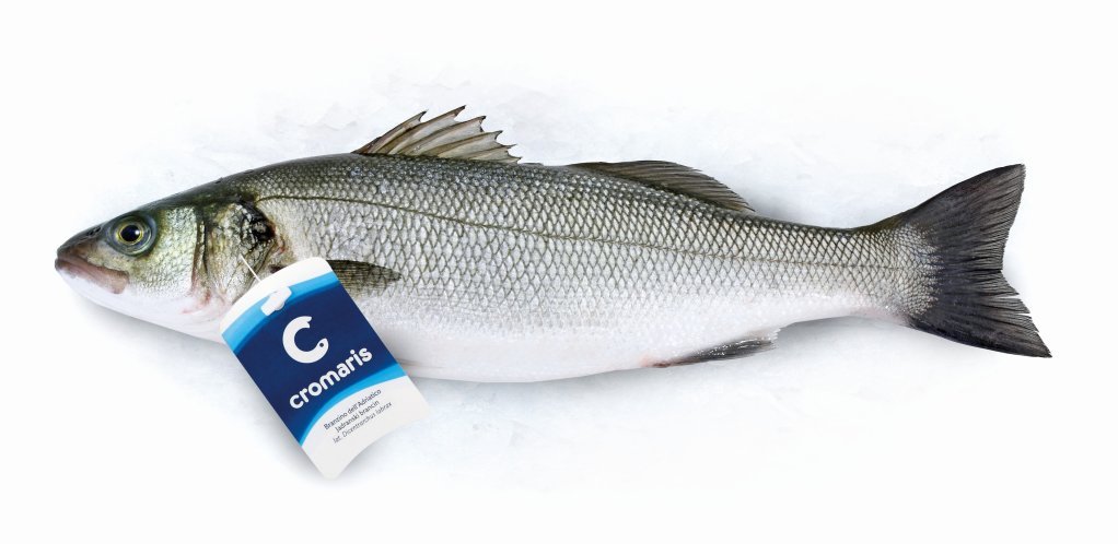 Brancin Cromaris 1 kg - Akcija - Njuškalo katalozi